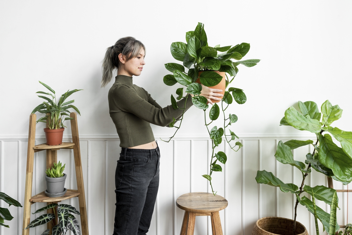Enjoy the health benefits of indoor plants in your Brisbane home